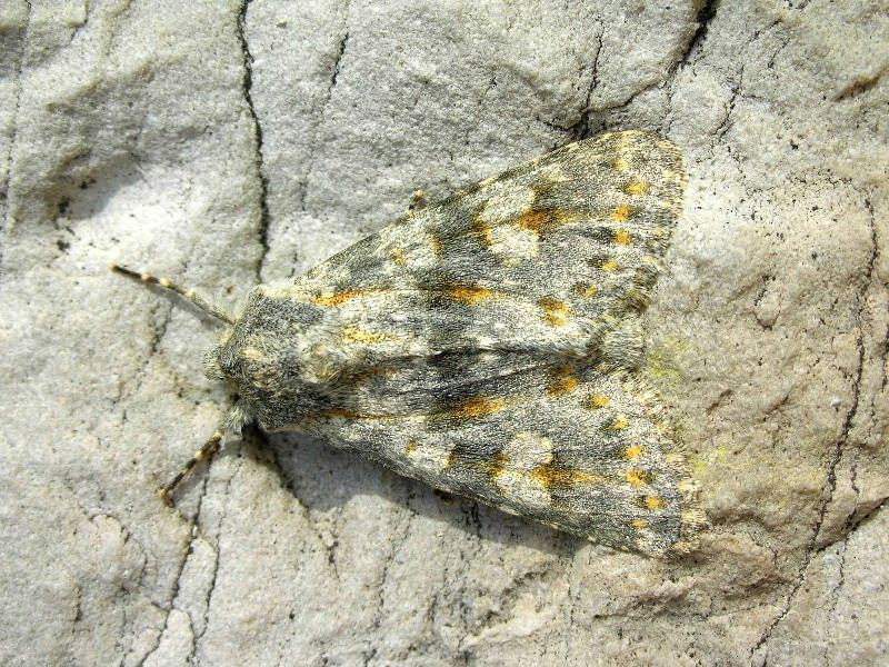 Da determinare 1 - Polymixis (Myxinia) rufocincta